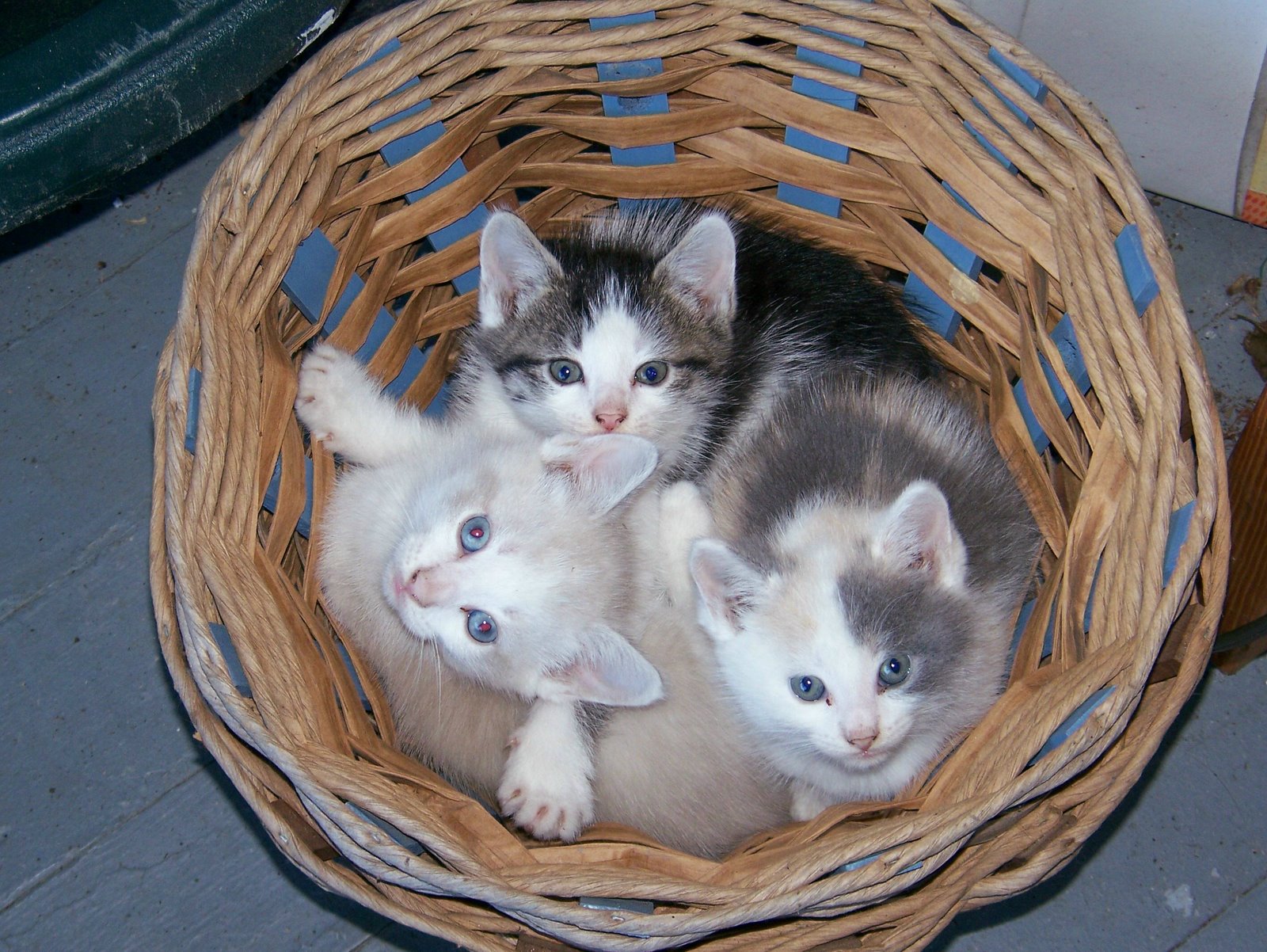 [Kittens+in+basket.jpg]