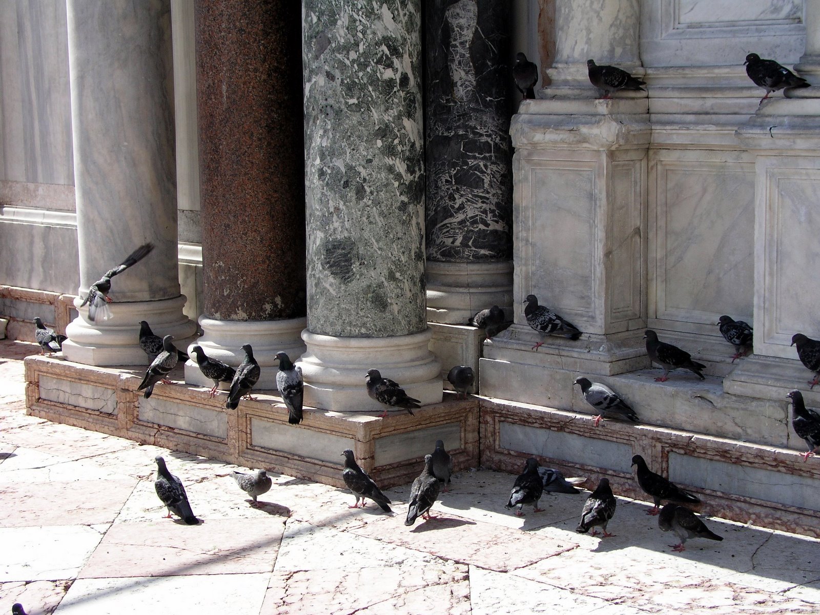 [Pigeons&Columns.jpg]