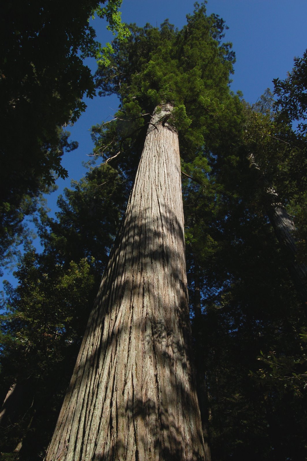 [Redwoods+009.JPG]