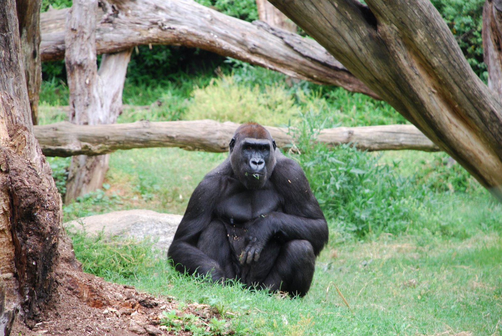 [Gorilla+sitting+looking+at+camera.JPG]