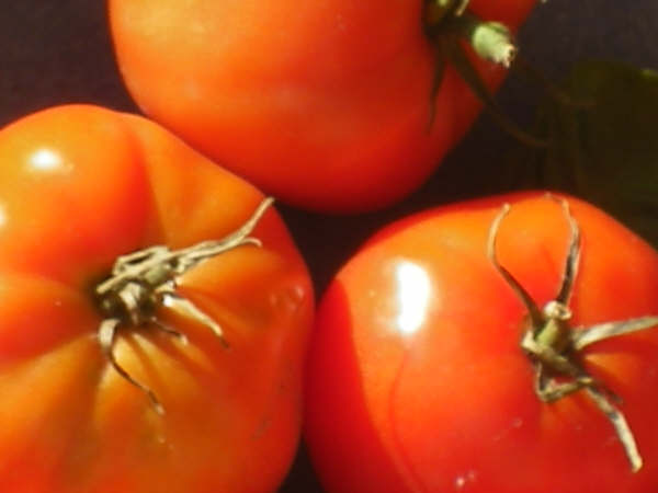[tomaat.jpg]