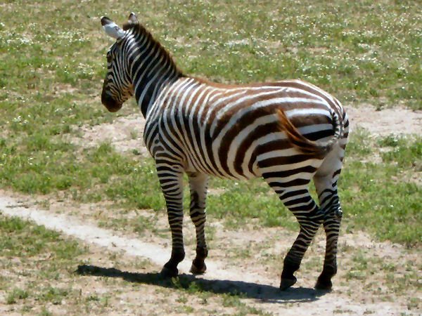[Zebra.JPG]