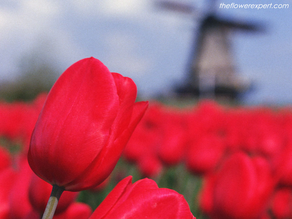 [flower-expert-red-tulips.jpg]