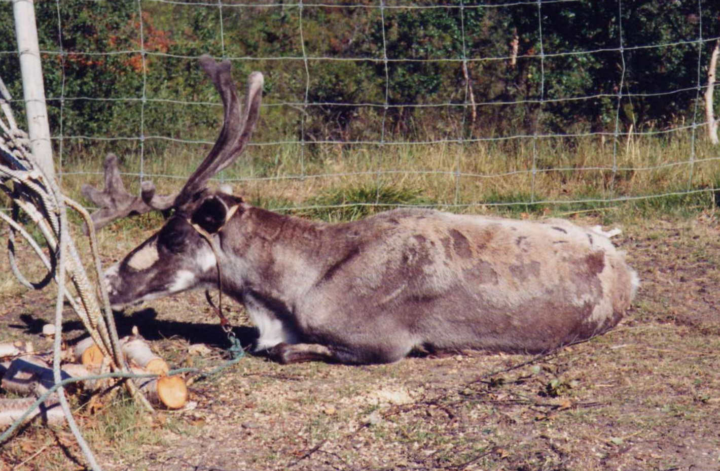 [reindeer.jpg]
