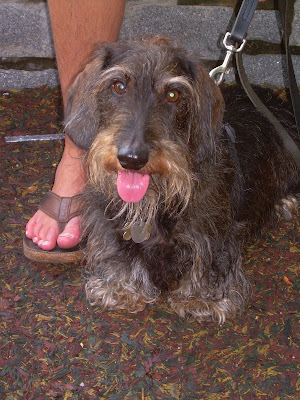  my dad's long-haired daschund. Oh, well. Here is an alternate picture, 