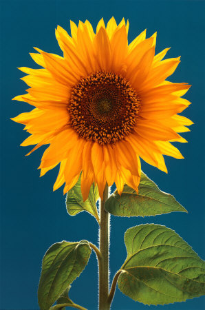 [Sunflower-Poster-C10007037.jpeg]