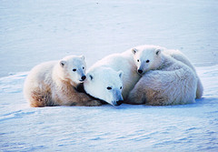 [polar+bear+mom+and+cubs.jpg]