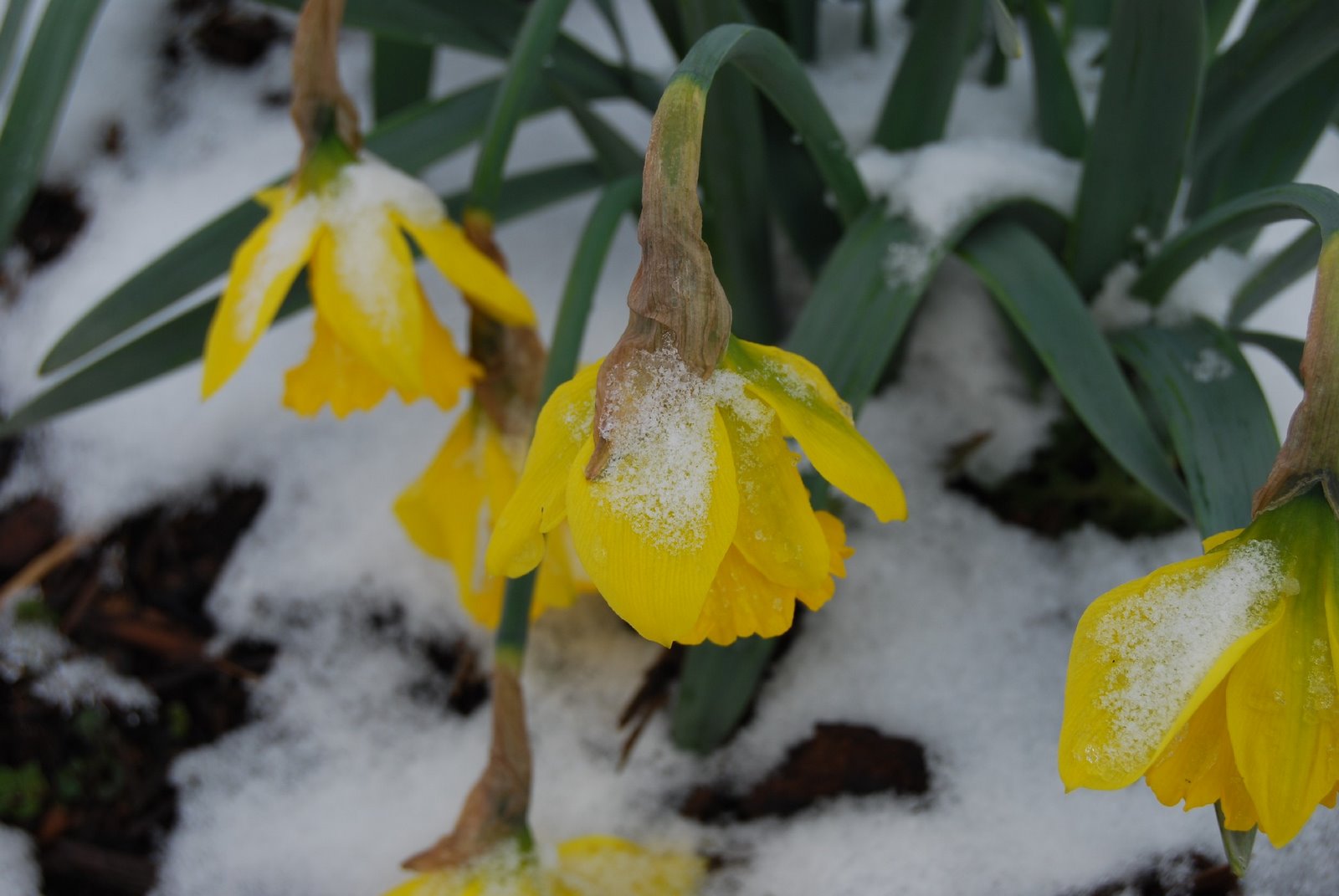 [snow+and+daffodils.JPG]