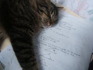[Math_Homework_Kitty_by_Undergoing.jpg]