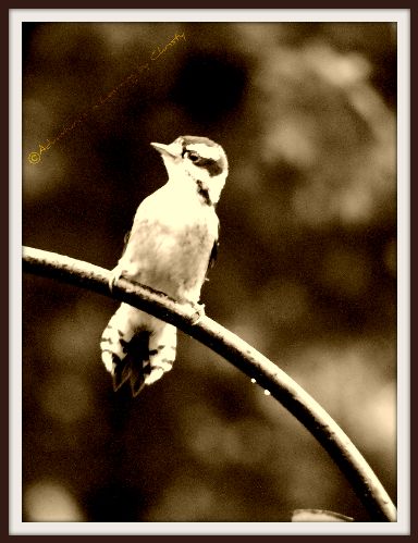 [Juvinile+woodpecker.jpg]