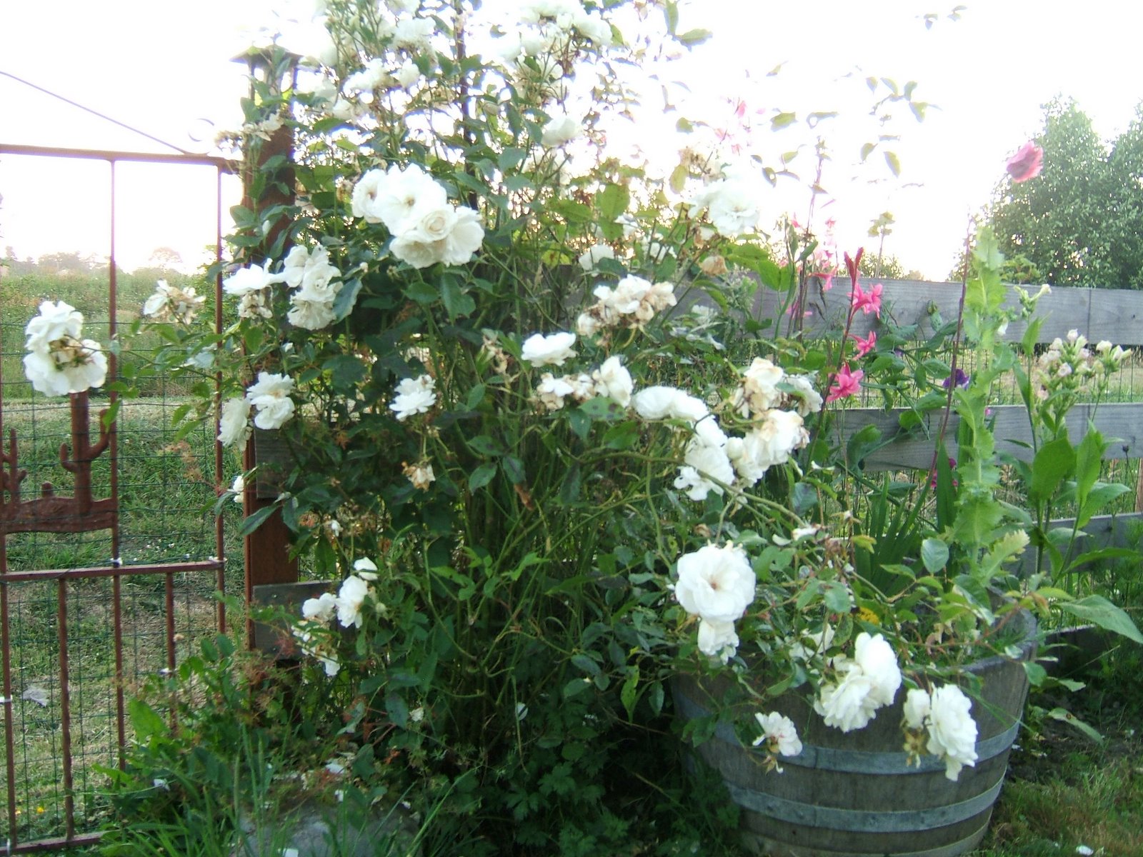 [white+rose2.JPG]