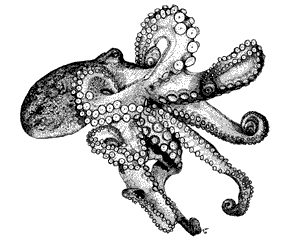 [Atlantic-Octopus[1].gif]