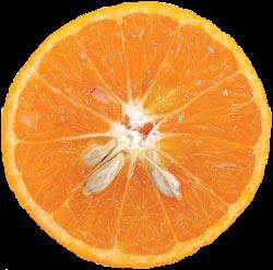 [orange[1].jpg]