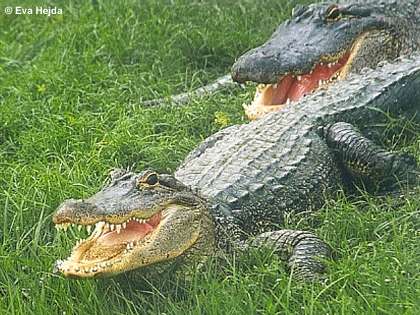 [Alligatoren_(Alligator_mississippiensis)_in_Florida.jpg]