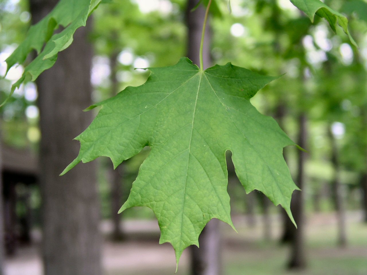 [maple+leaf+green.jpg]