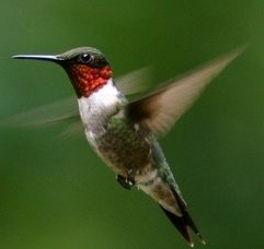 [Ruby-Throated_Hummingbird.jpg]