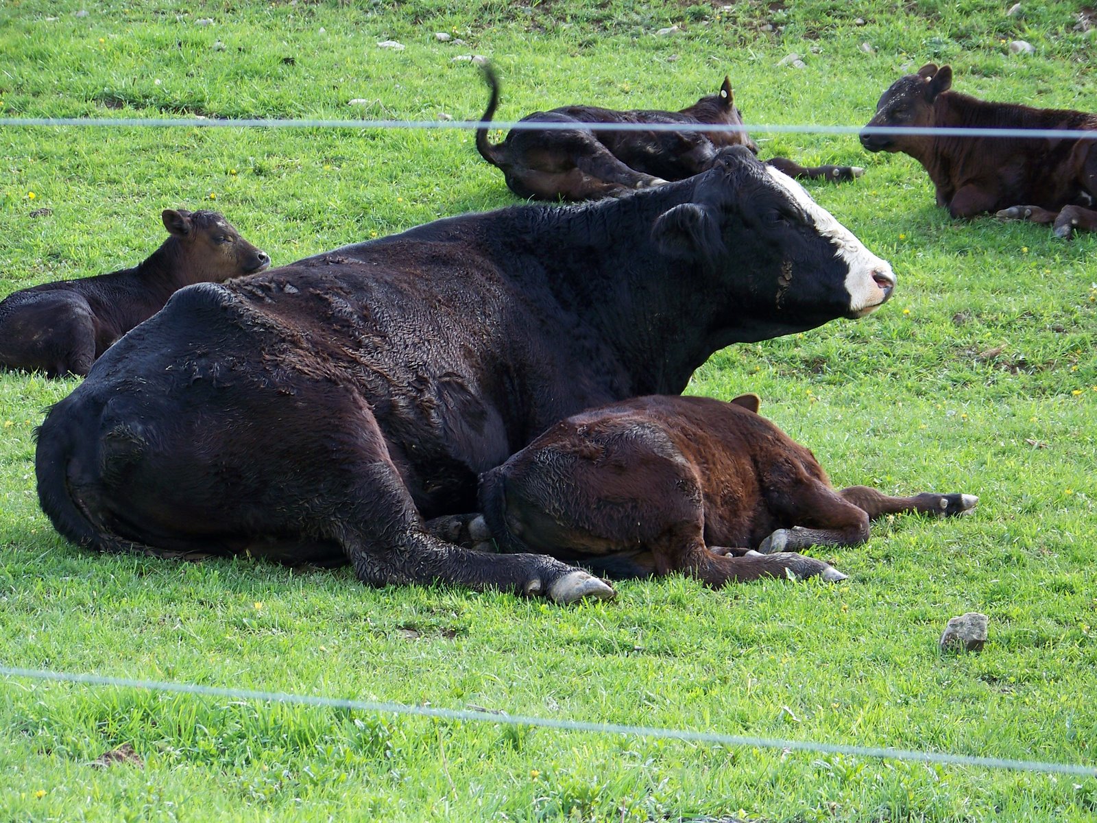 [Cow+with+sleeping+calf.JPG]