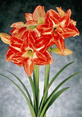 [amaryllis-flower.gif]