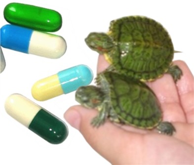 [pills-and-turtles.jpg]