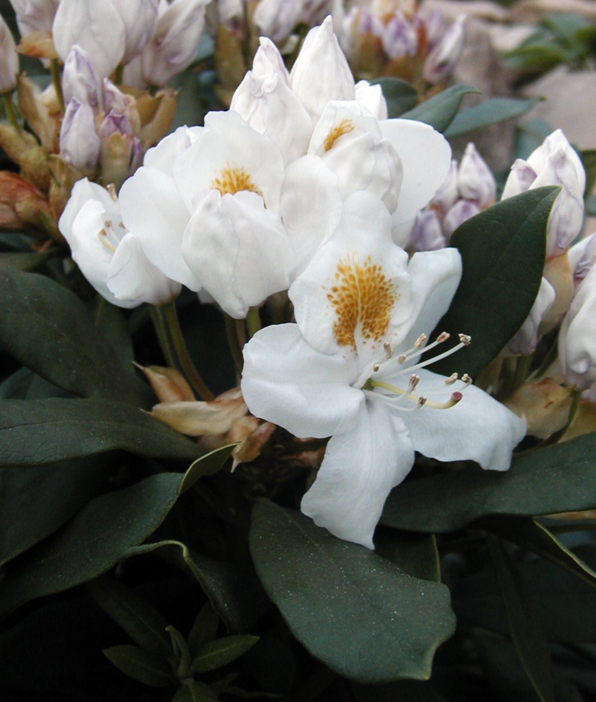 [Rhododendron+vitgrn+2007.JPG]