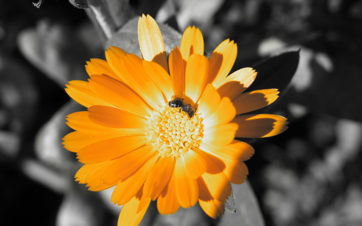 [00877_goldenflower_1440x900.jpg]