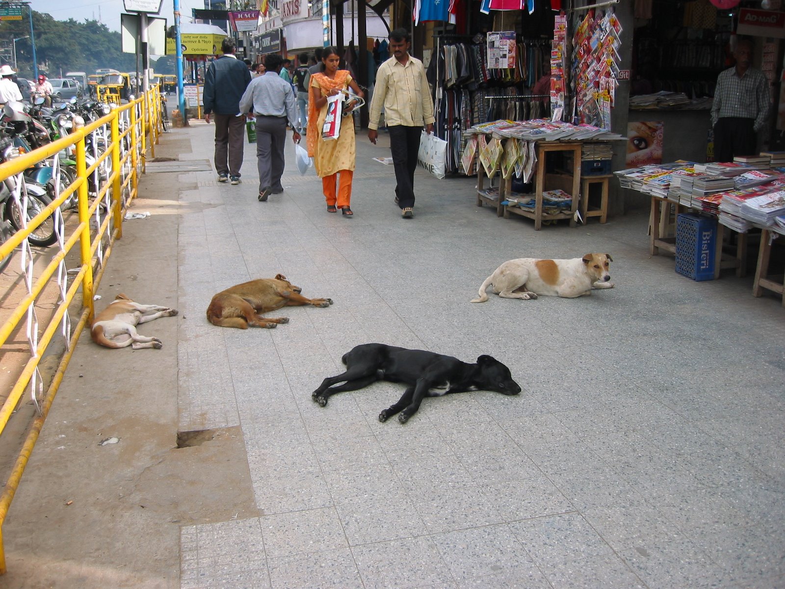[bangalore-sleeping-dogs.JPG]