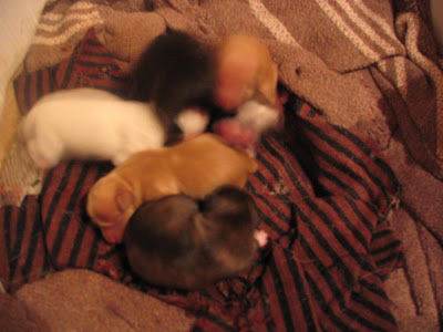 the puppies!