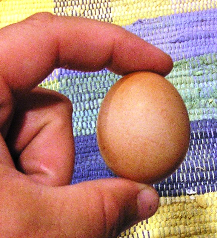 [Egg.jpg]