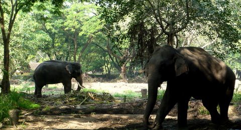 [Elephants+at+Guruvayur34.JPG]