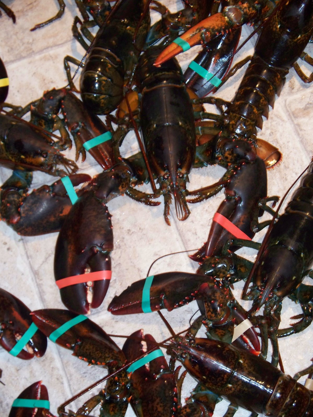 [Lobsters+2.JPG]