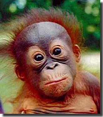 [orangutan-pictures.jpg]