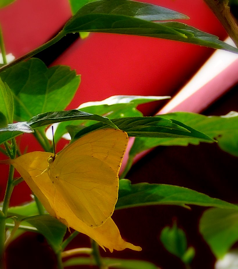 [Yellow+Butterfly+7-2007+(2).JPG]