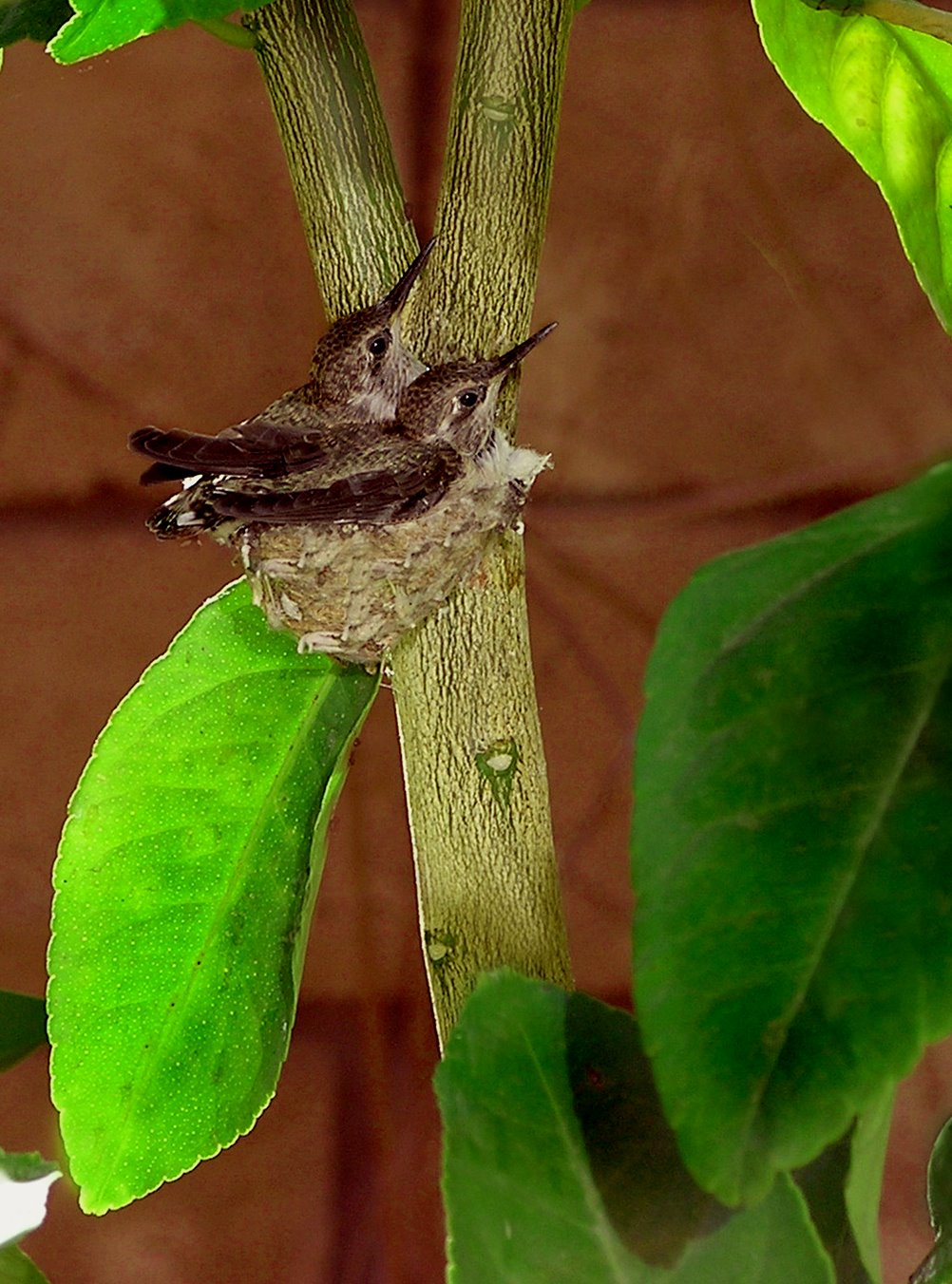 [Baby+Hummingbirds+5-2008.jpg]