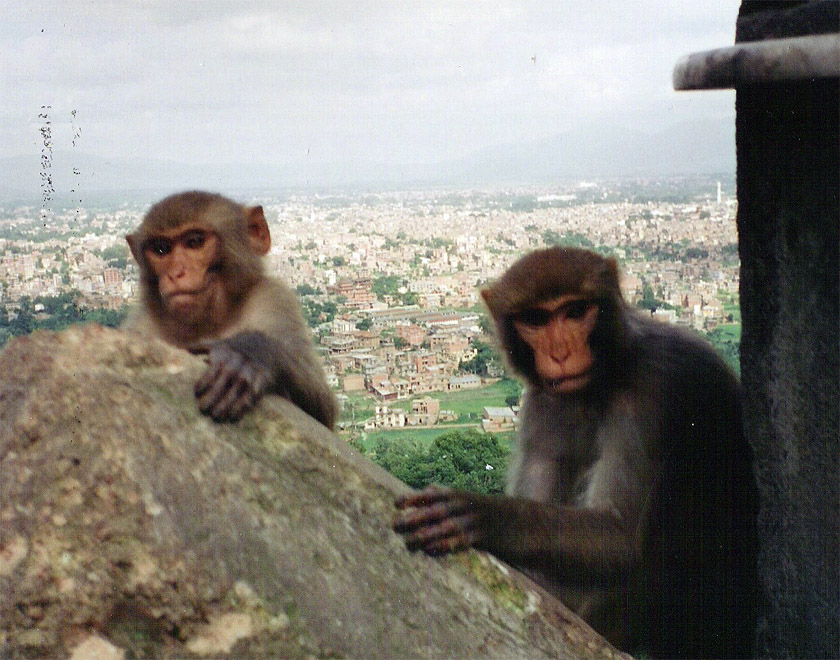 [monkeys+at+Monkey+Temple.jpg]