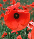 WEAR YOUR POPPY WITH PRIDE ...