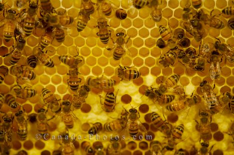 [busy-honey-bees_1712.jpg]