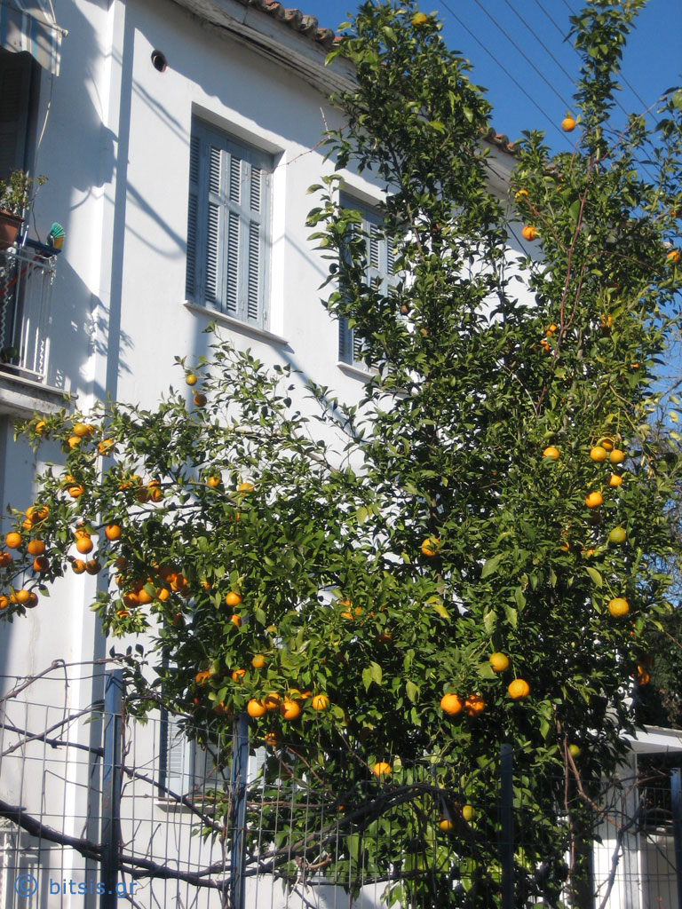[orange_tree.jpg]