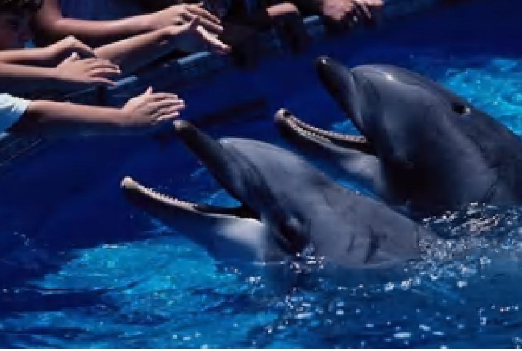 [Dolphin+feeding.JPG]