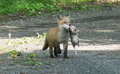 [fox+kill.jpg]