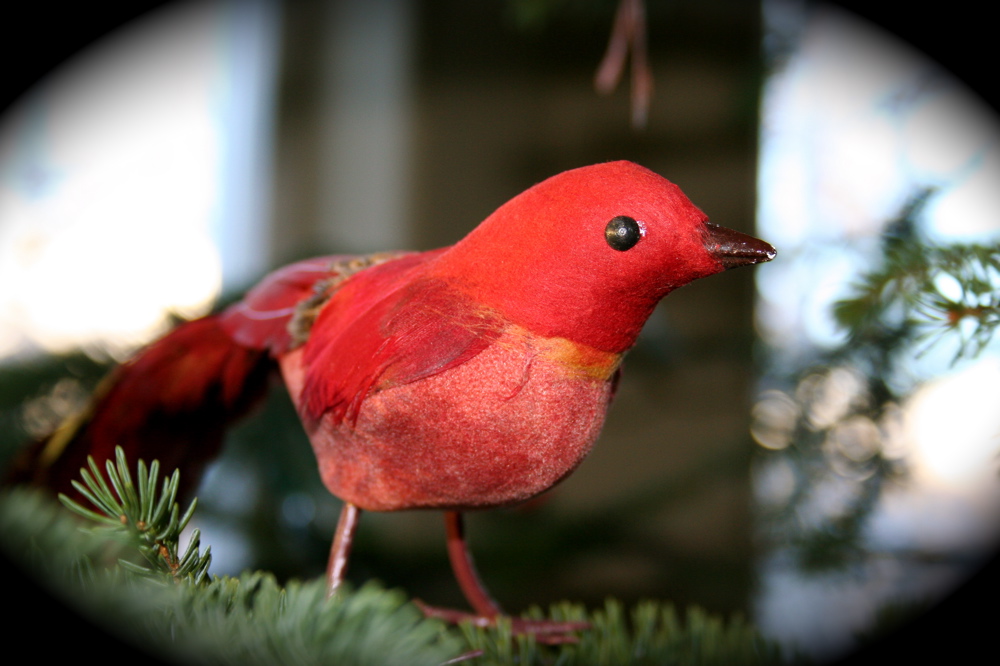 [redbird.JPG]