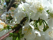 La importancia de las abejas en la polinización