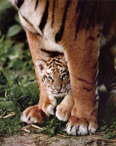 [Tiger-Cub--C10095265.jpeg]