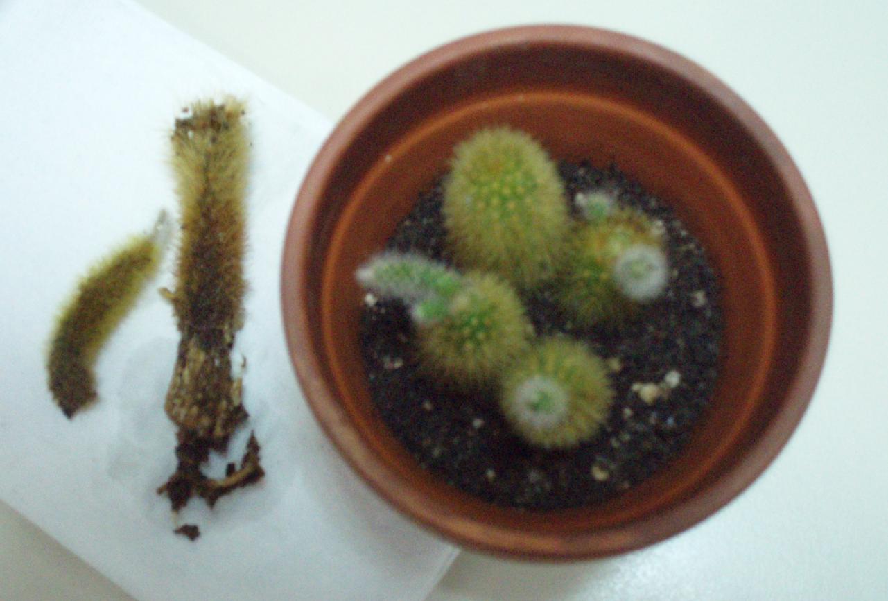 [Baby+Cactus_New.JPG]