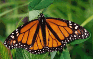 [monarch-butterfly.gif]