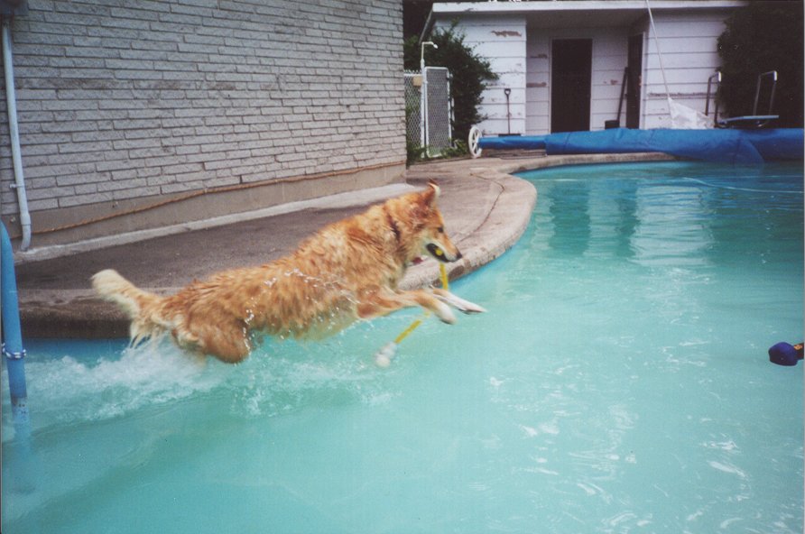[water_dog.jpg]