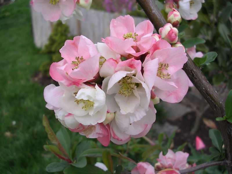 [Japanese+quince.jpg]