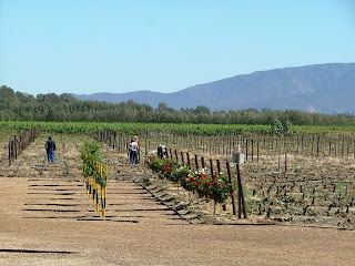 The wineyards are being worked on
