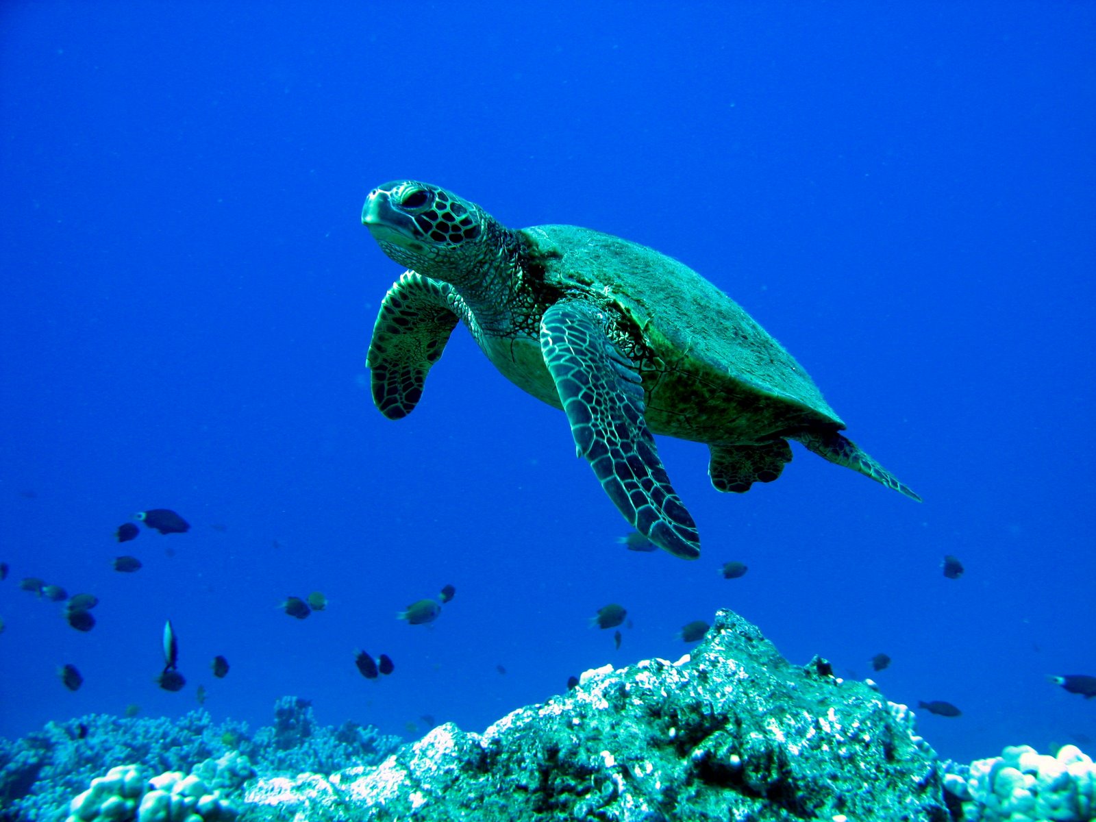 [Sea+Turtle.JPG]