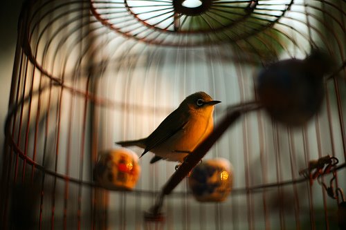 [birdcage.jpg]