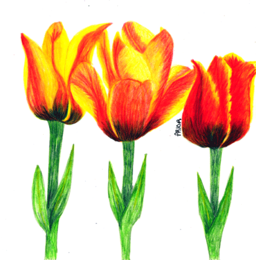 [Orange-and-yellow-tulips-cp.gif]